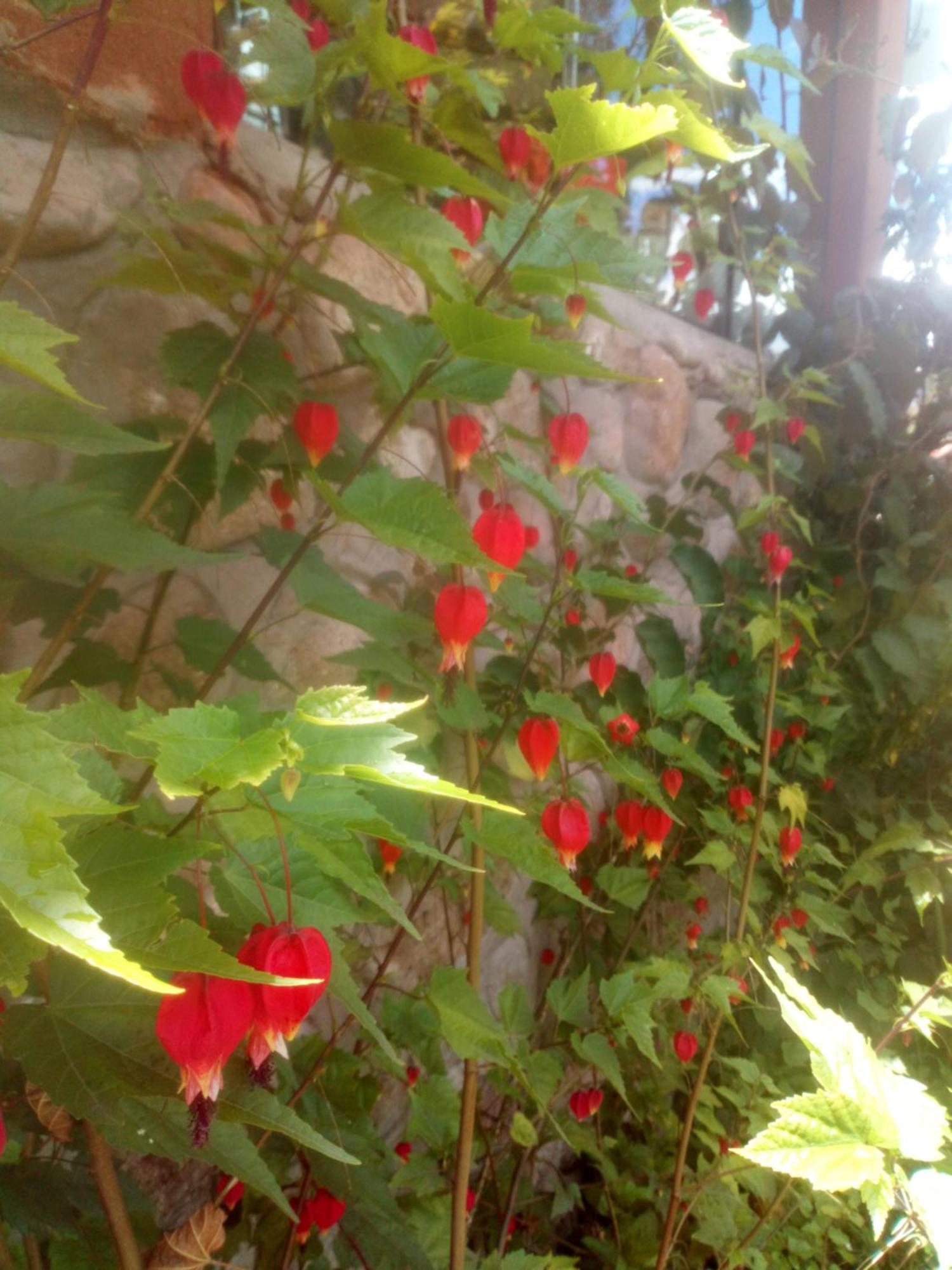 Ecolodge Ccatan Urubamba Buitenkant foto